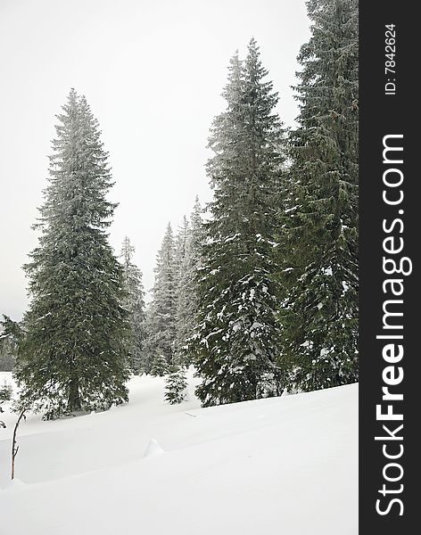 Scenic view of trees in Carpatian mountains, Ukraine. Scenic view of trees in Carpatian mountains, Ukraine