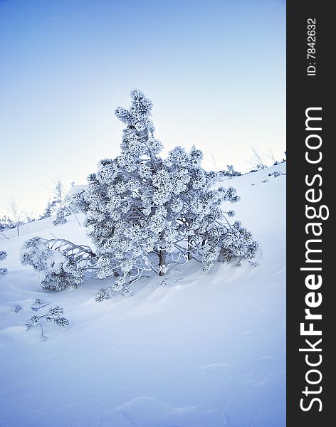 Winter tree on a hill. Carpatian mountains, Ukraine. Winter tree on a hill. Carpatian mountains, Ukraine.