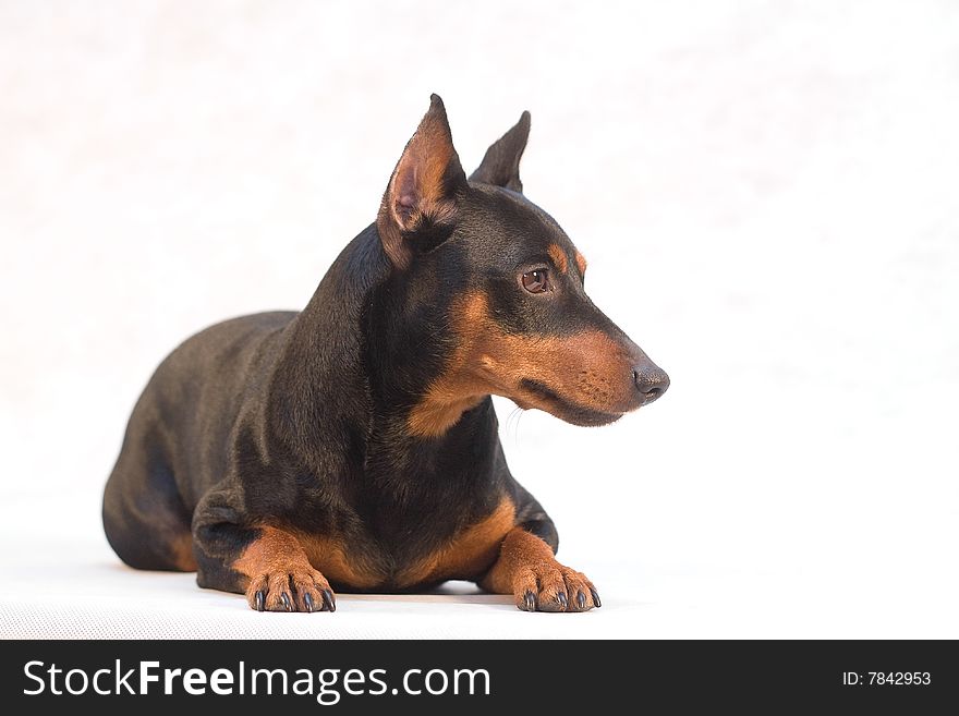 Miniature pinscher on white background