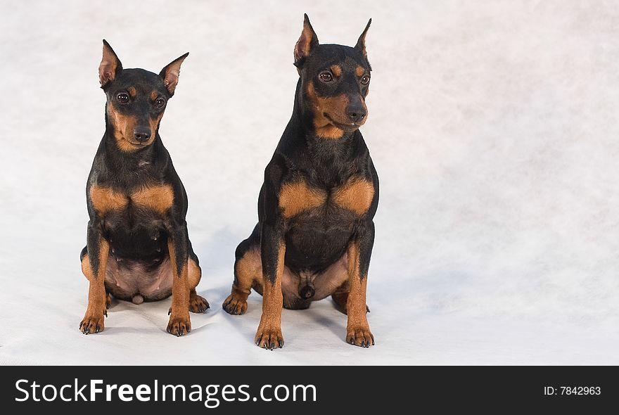 Two Miniature pinscher on white background