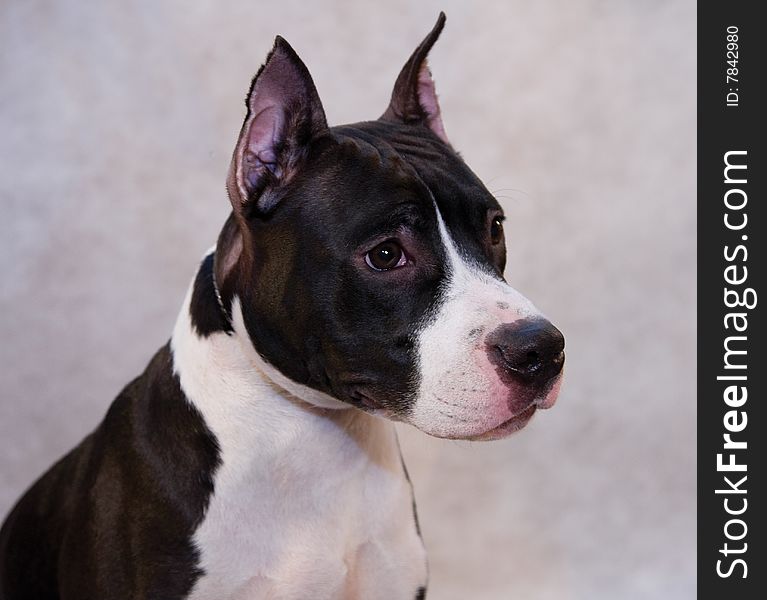 Portrait of staffordhire terrier on grey background