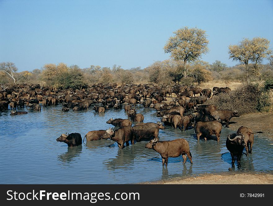 Group of Buffalos at a watering hole