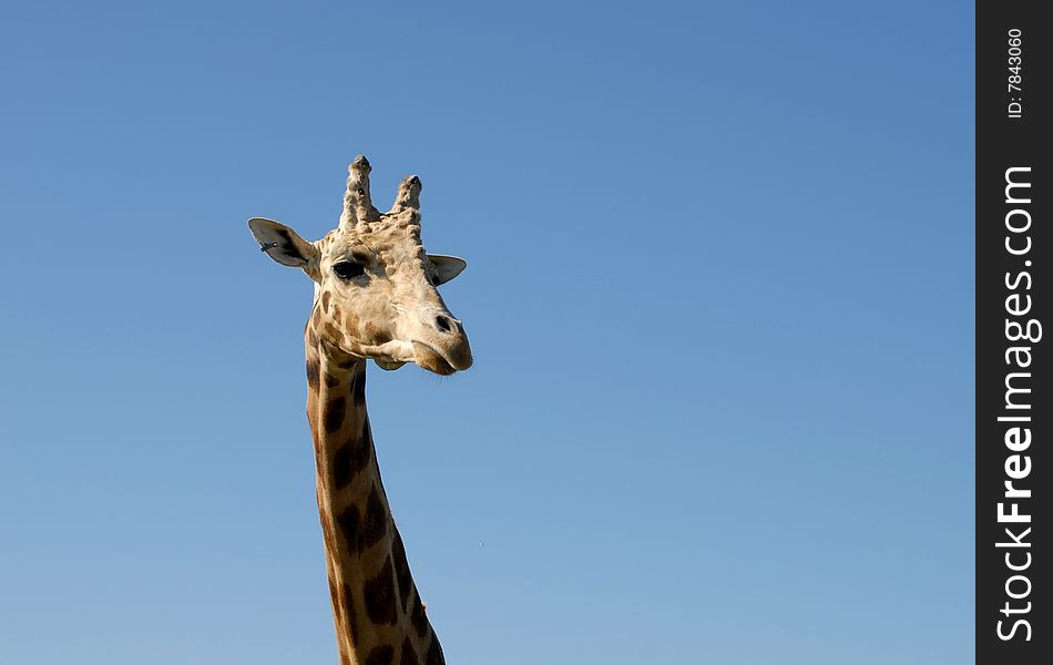 Closeup of a Giraffe head, frontal view blue sky background
