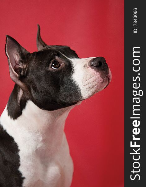 Portrait of staffordhire terrier on red background