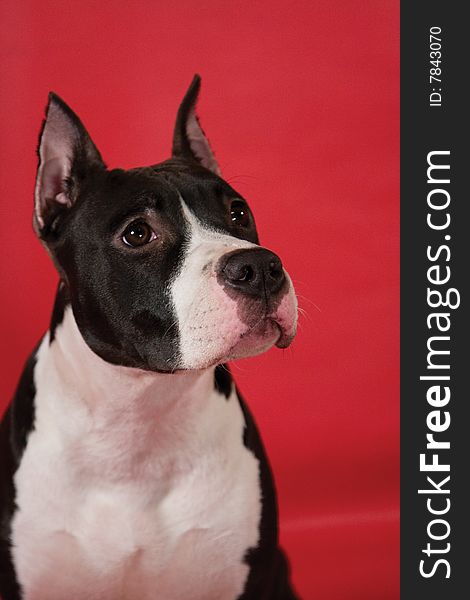 Portrait of staffordhire terrier on red background. Portrait of staffordhire terrier on red background