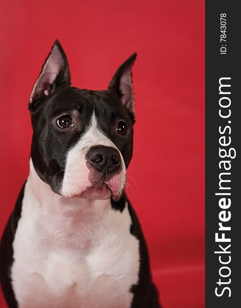 Portrait of staffordhire terrier on red background