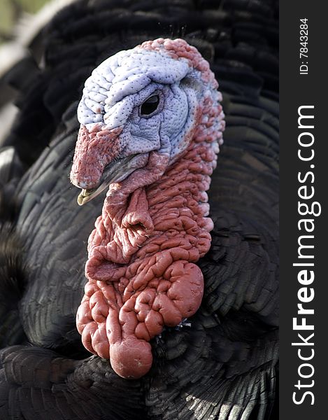 A male Turkey head close up