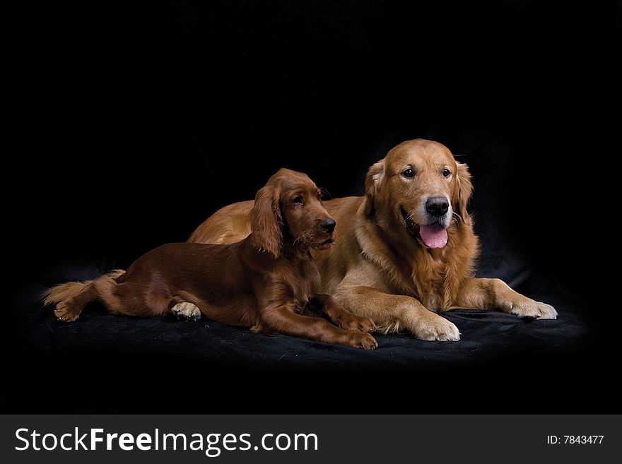 Golden Retriever and Irish Setter puppy on black background