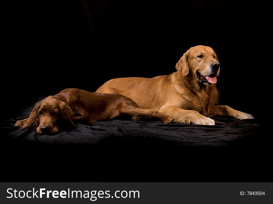 Golden Retriever and Irish Setter puppy on black background