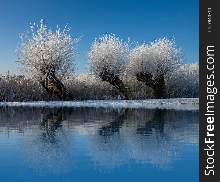 3 trees with a nice reflection. 3 trees with a nice reflection