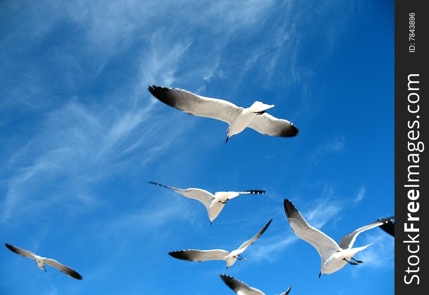 Seagulls in a blue sky