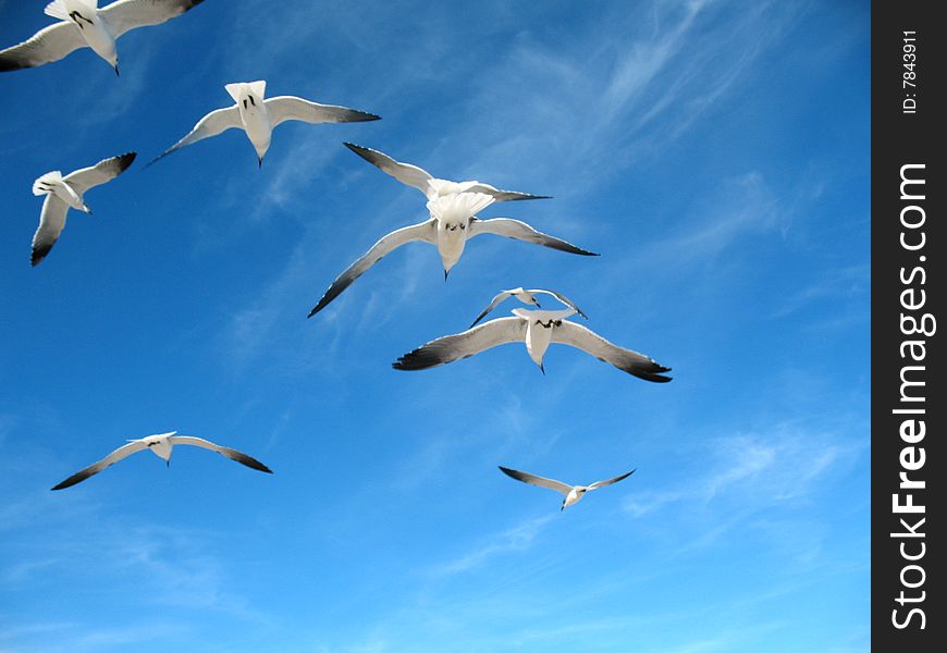 Seagulls in a blue sky