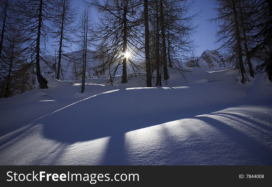 Shadows of pine trees on the snow. Shadows of pine trees on the snow