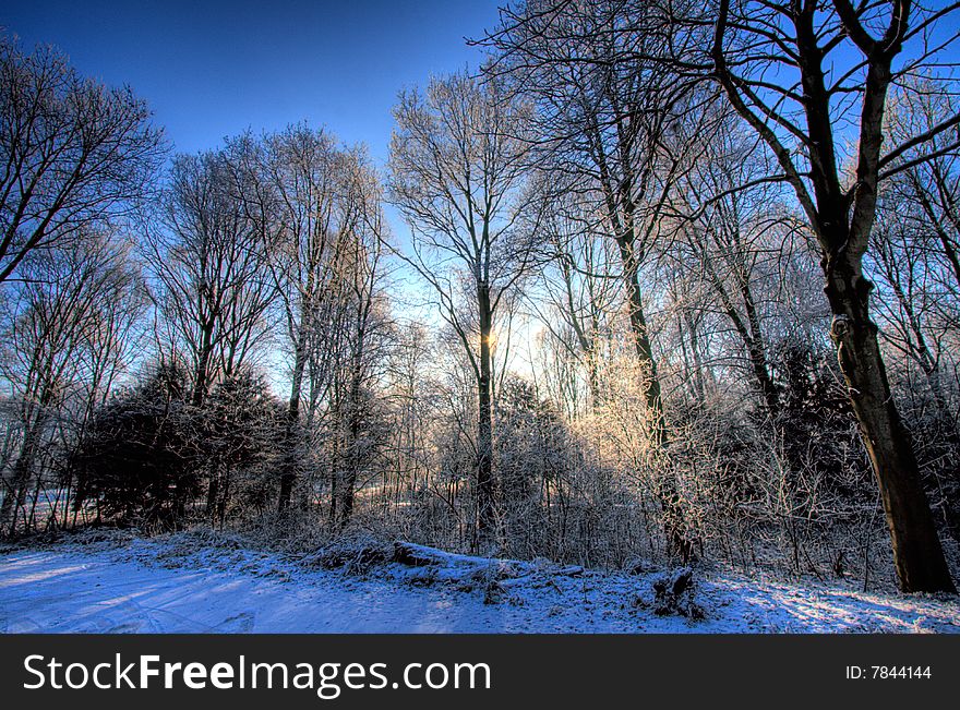 Sun rays in a winter forest. Sun rays in a winter forest