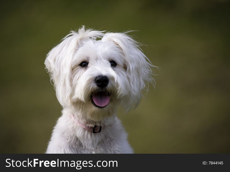 An lovely White Schnauzer Girl