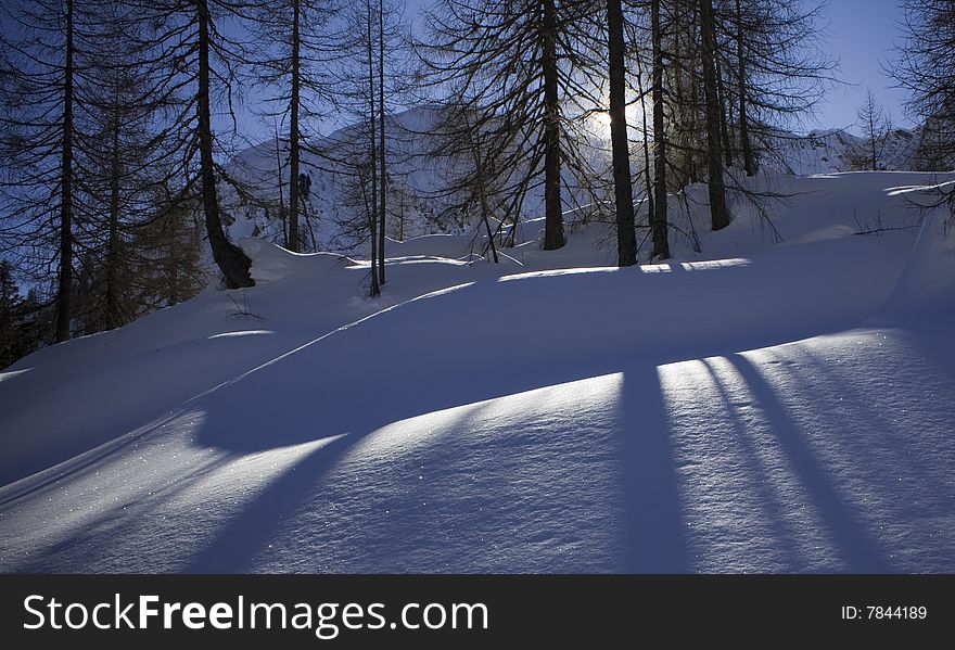 Shadows of pine trees on the snow. Shadows of pine trees on the snow