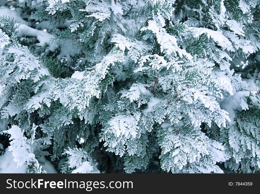 Winter thuja branch in snow and ice. Winter thuja branch in snow and ice