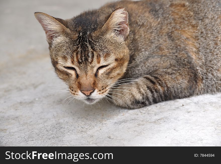 Tired and sleepy cat with its eyes closed