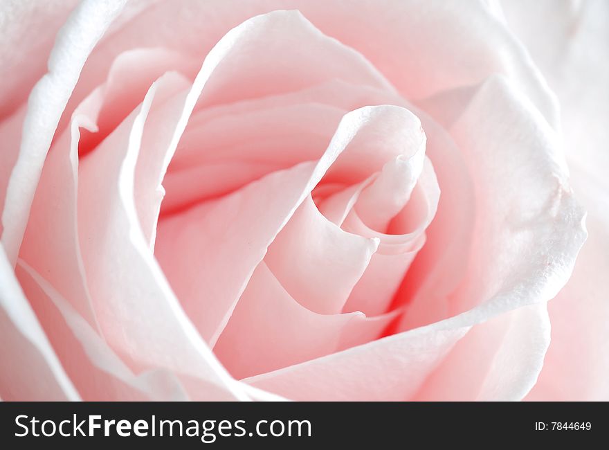 Close up of pink rose. Close up of pink rose