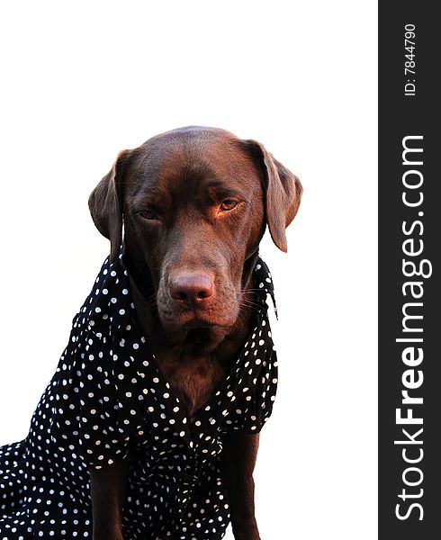 Labrador In A Dress