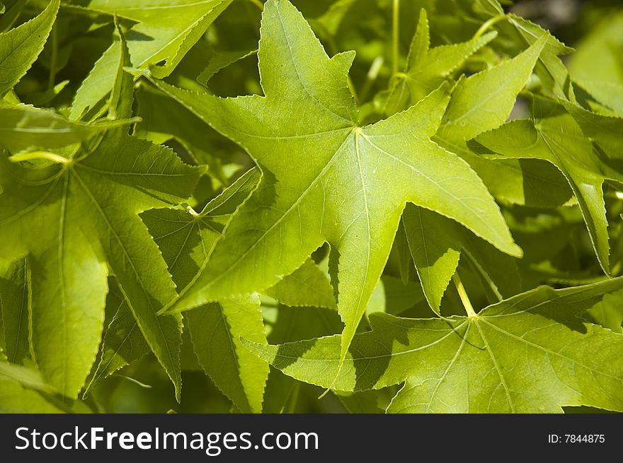 Green foliage of a cute tree