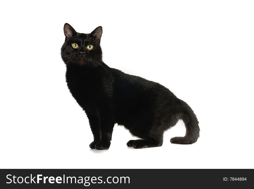 Black cat on a white background