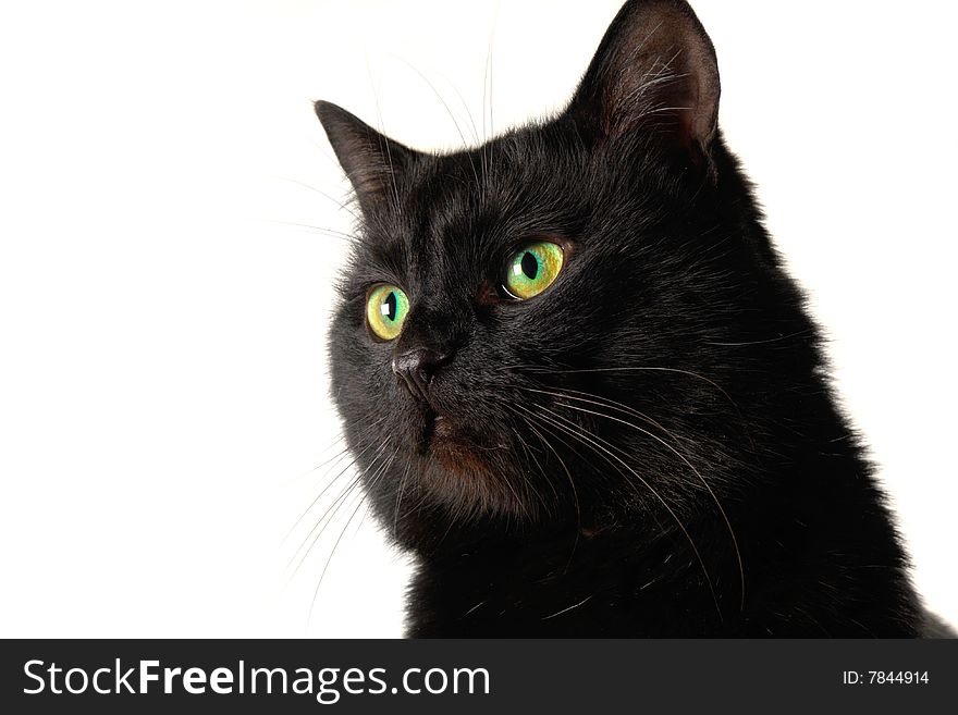 Black cat on a white background