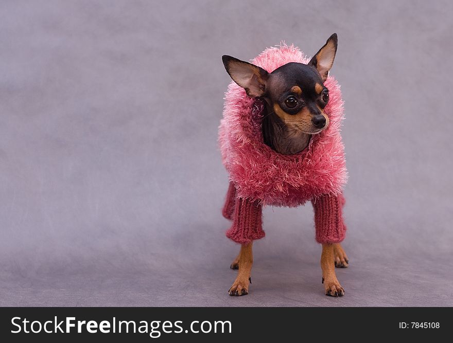 Russian toy terrier in clothes on gray background