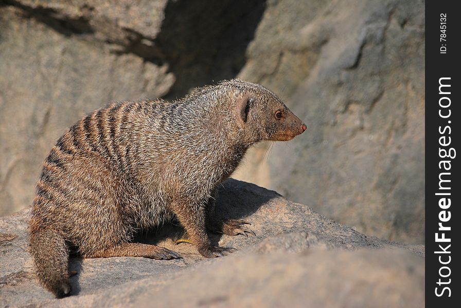 Banded mongoose in shanghai zoo.