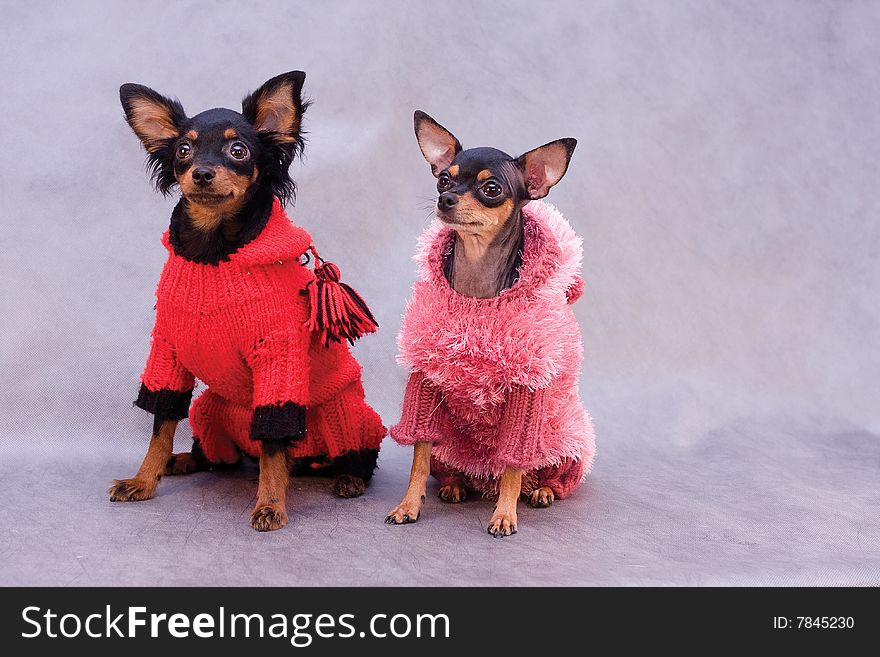 Two russian toy terrier in clothes on gray background
