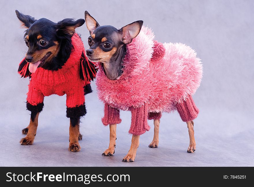 Two russian toy terrier in clothes on gray background