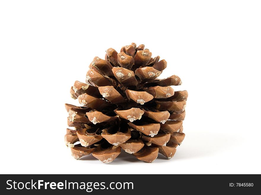 Cone of pine on the white background