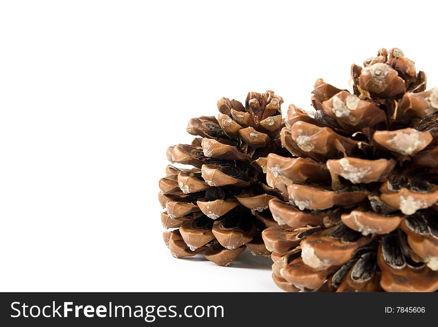 Two Cone of pine on the white background