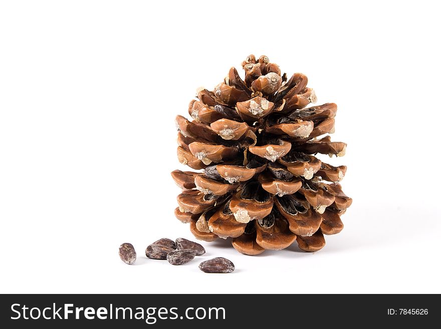 Cone of pine on white background