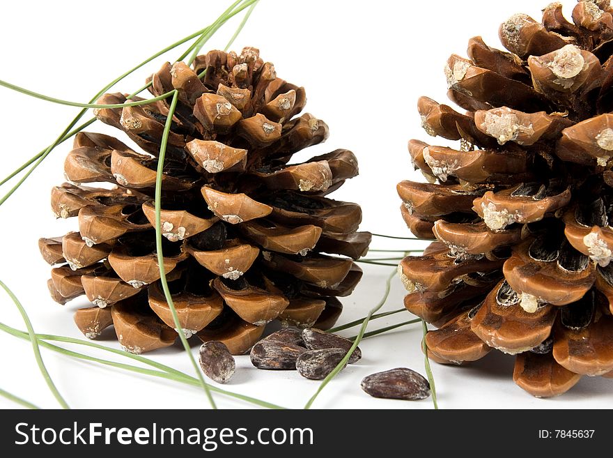 Two cone of pine on white background