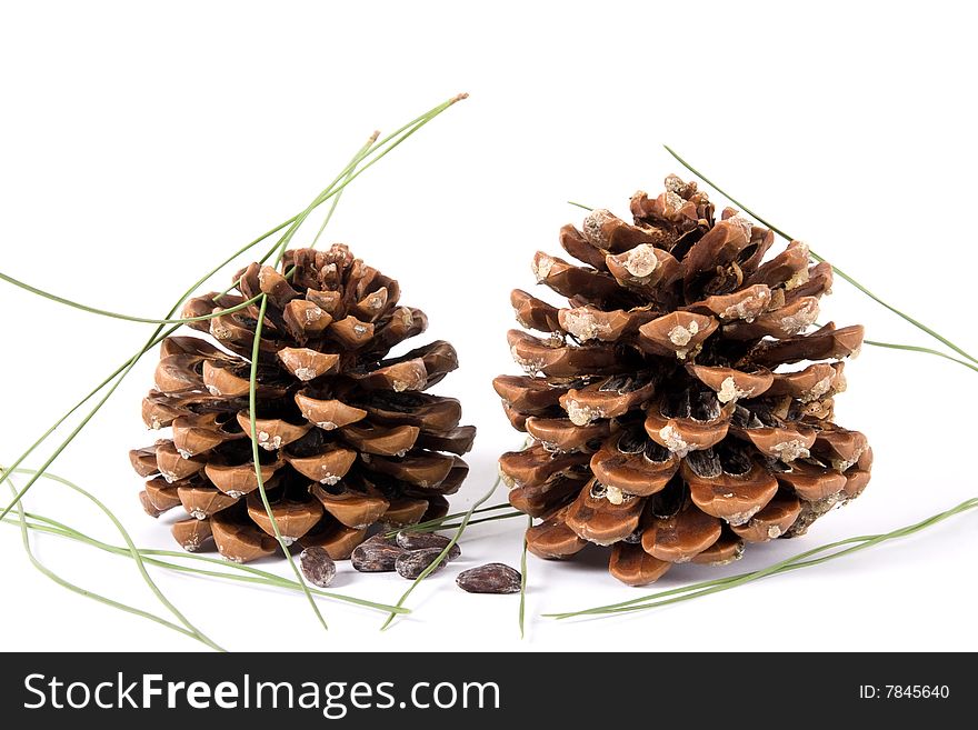 Two Cone Of Pine