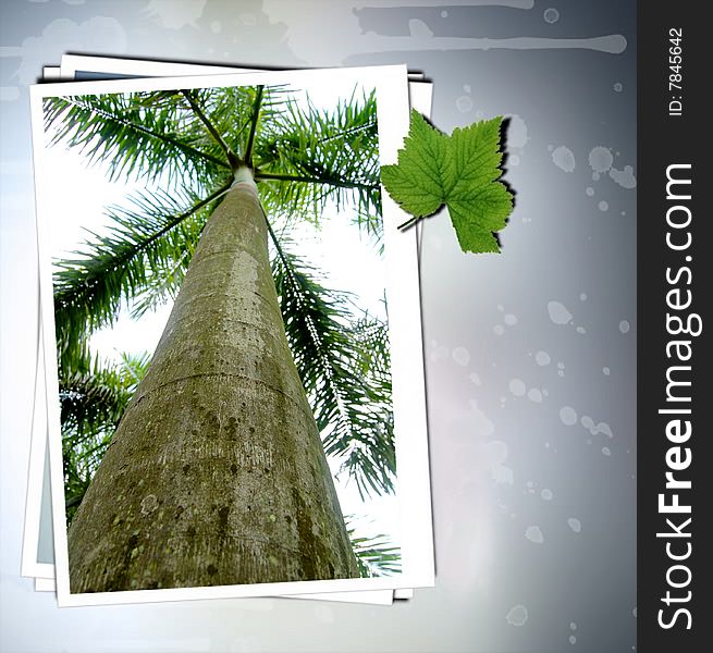 A tropic tree in shenzhen park