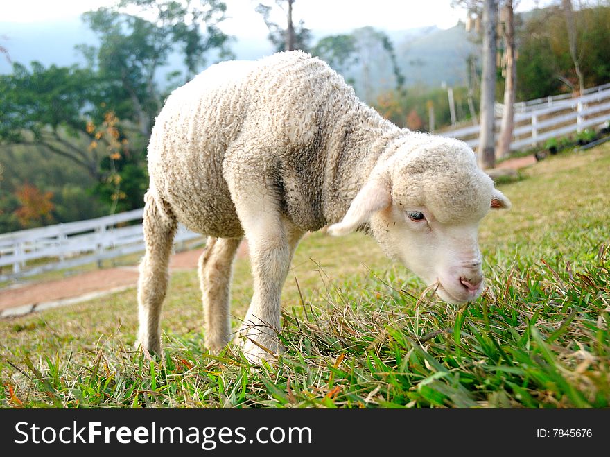 A sheep is eating on a green field