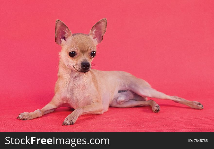 Russian toy terrier on red background