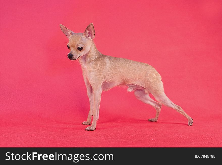 Toy Terrier On Red Background