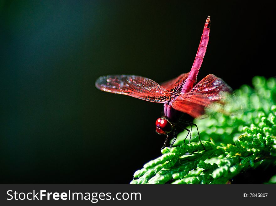 Red Dragon fly with raised tail