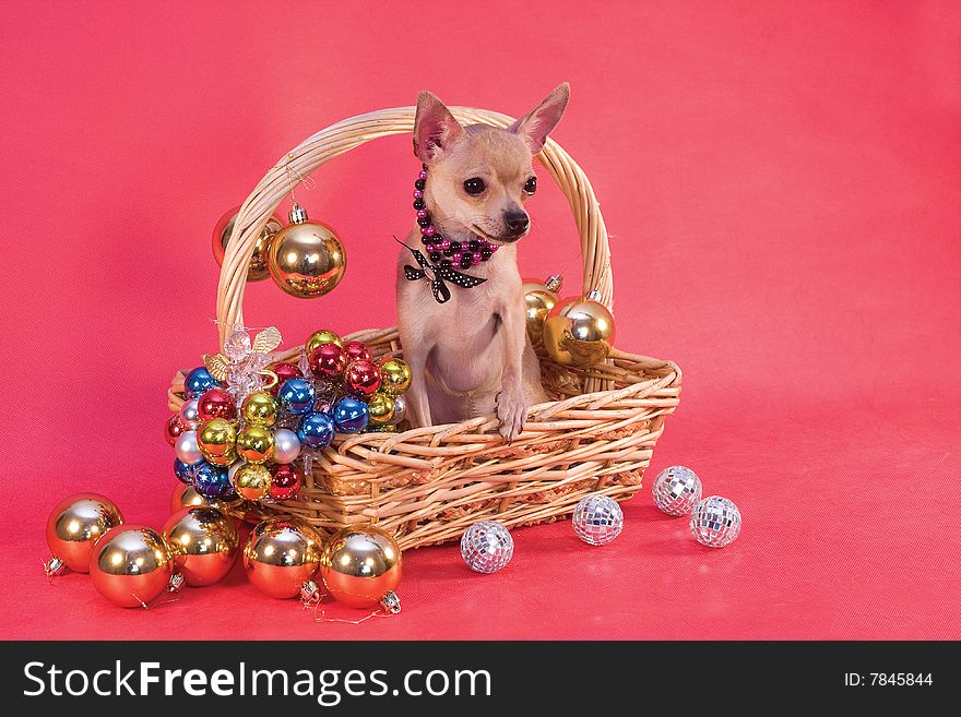 Toy terrier in basket whith balls on red background