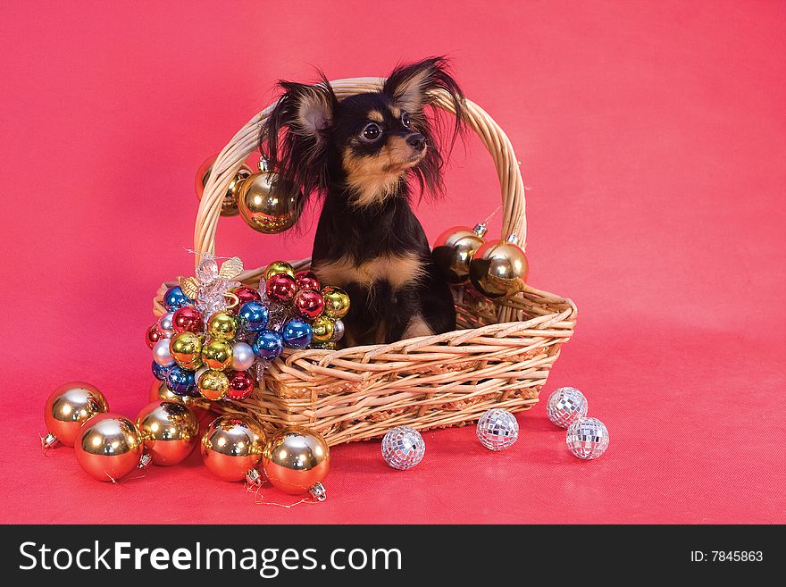 Toy terrier in basket whith balls on red background