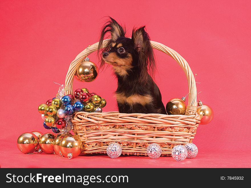 Toy terrier in basket whith balls on red background
