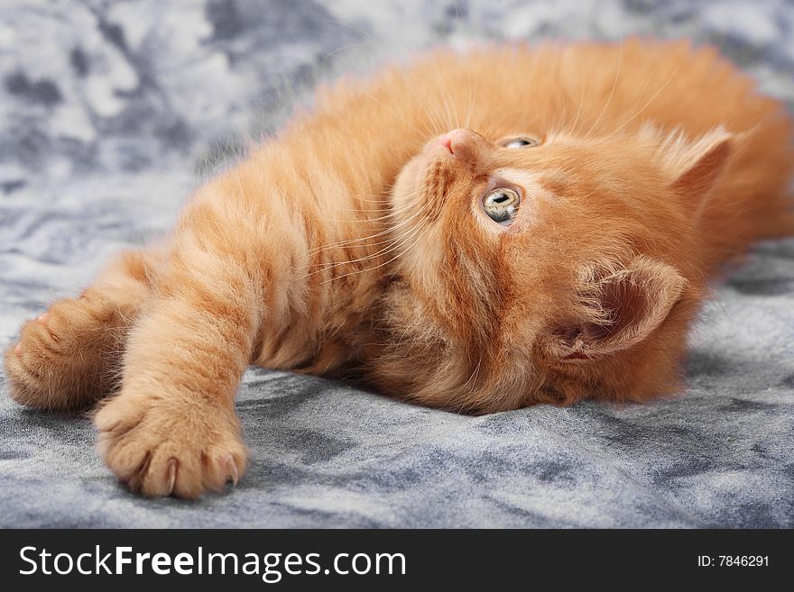 Small red kitten of Maine Coon