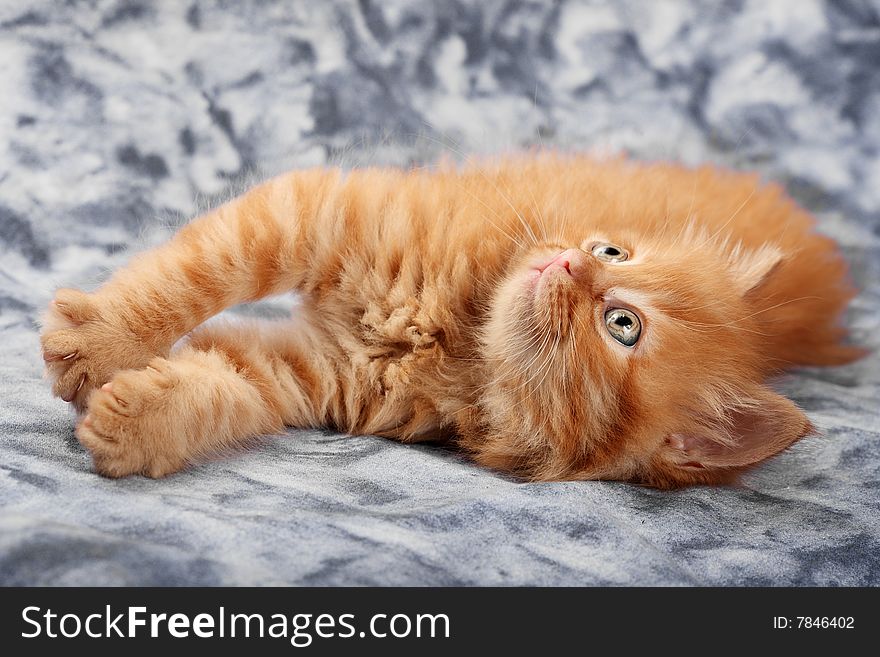 Small red kitten of Maine Coon