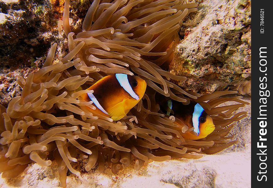 Anemone fish on the reef