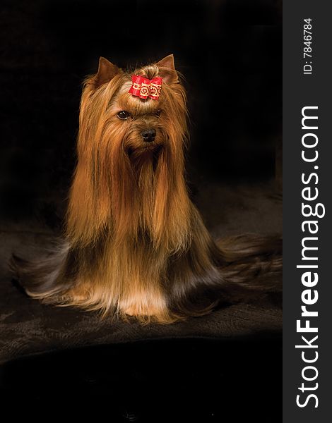 Yorkshire Terrier