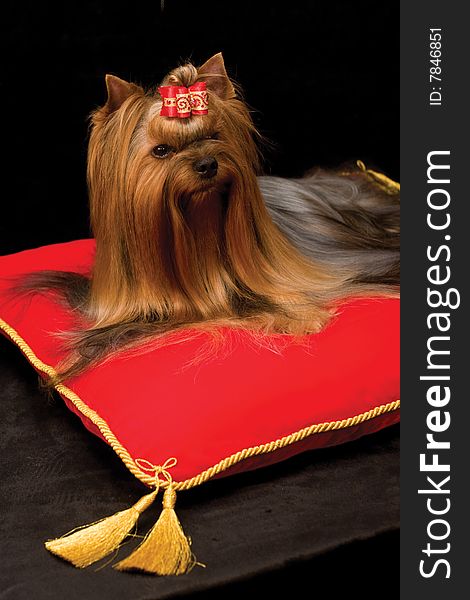 Yorkshire terrier on red pillow