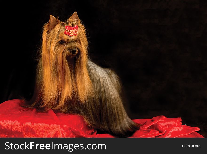 Yorkshire terrier on black and red background